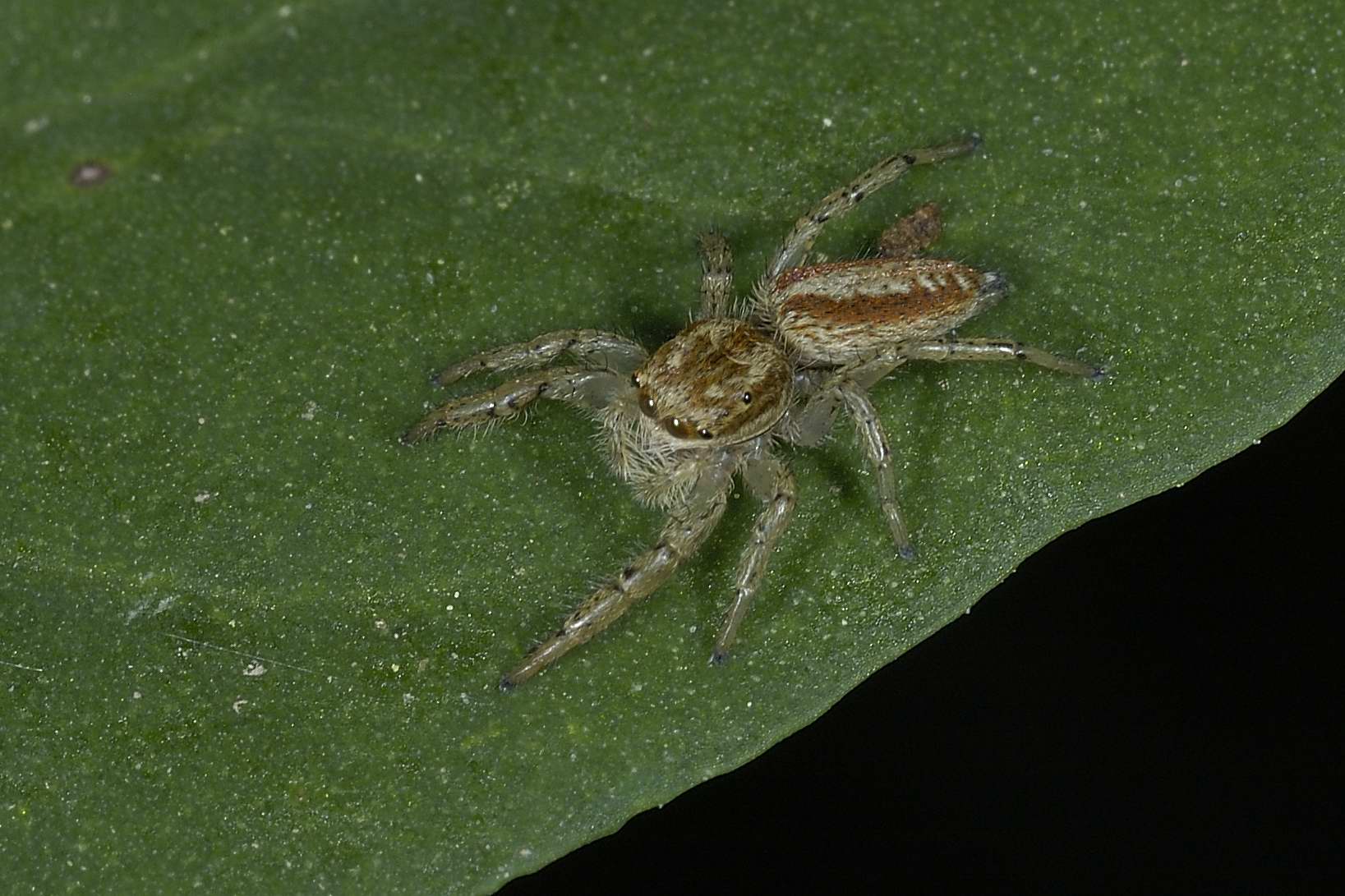 Carrhotus xanthogramma; Marpissa pomatia - Civita Castellana